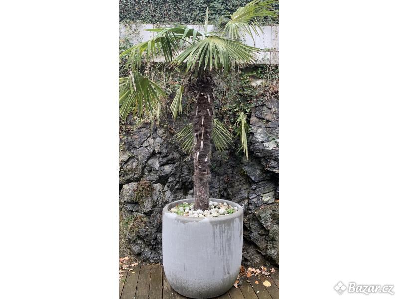 Palmový strom v květináči 