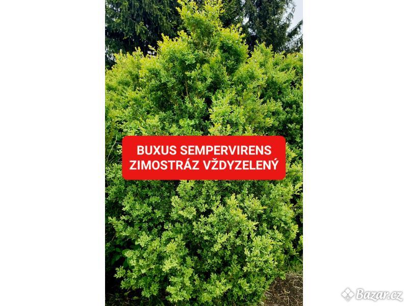 Buxus sempervirens (Zimostráz vždyzelený)