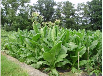 Virginský,Selský tabák semínka