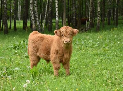 Prodám býčka Highland-Skotský náhorní skot, nar. 2023 z kontrolovaného ekologického chovu