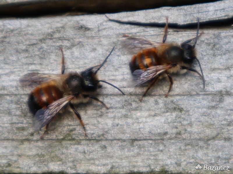 Zednické včely