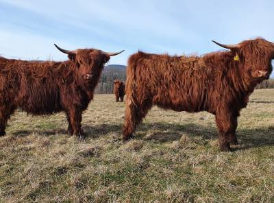 Prodej býčků a jalovic HIGHLAND