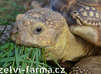 SUCHOZEMSKÉ ŽELVY OSTRUHATÉ – vlastní odchov!