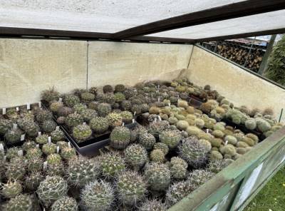 Prodám obsáhlejší sbírku kaktusů
