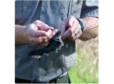 Síť k odchytu malých ptáků 10 x 3 metrů Ornitologická síť