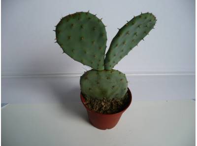 Mrazuvzdorné kaktusy