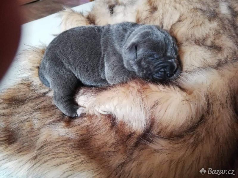 Cane corso štěňátka modré bez pp