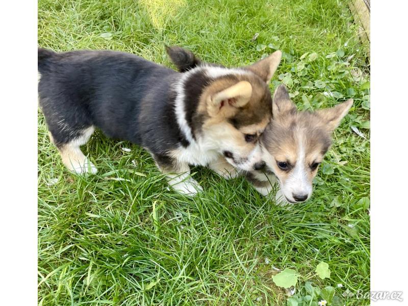 WELSH CORGI PEMBROKE ŠTĚŇÁTKA