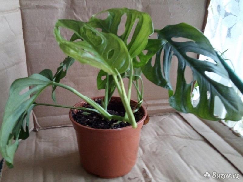 2x pokojová Monstera Monkey Leaf