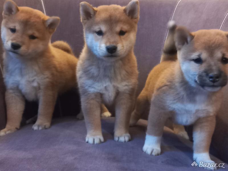 Shiba inu stenata